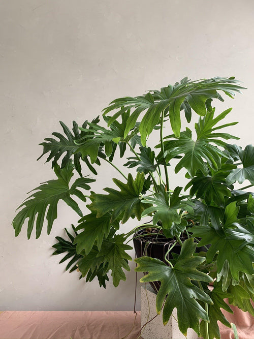 TFS Tips: Indoor Plants