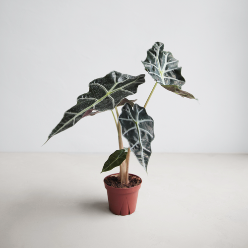 Alocasia Polly Small Houseplant by The Floral Society Rooted Plantboy Plants