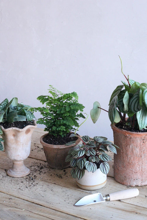 TFS Tips: Indoor Plants Part II