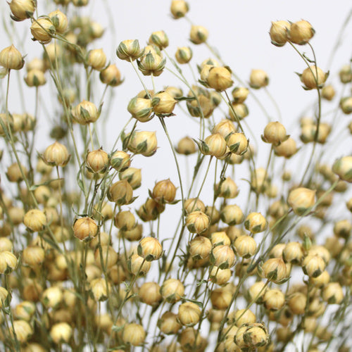 Dried Flax Bundle