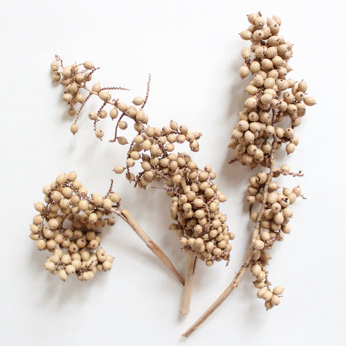 Dried Canella Berry