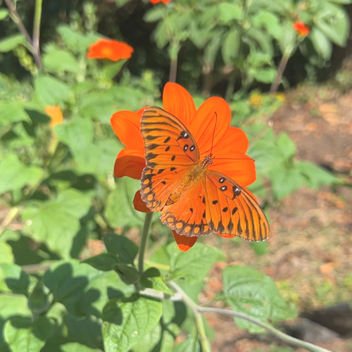 Mexican Sunflower Tarot Seed Packet