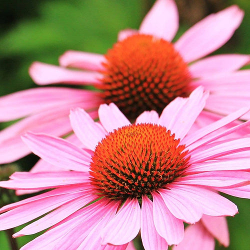 Echinacea Flower Tarot Seed Packet