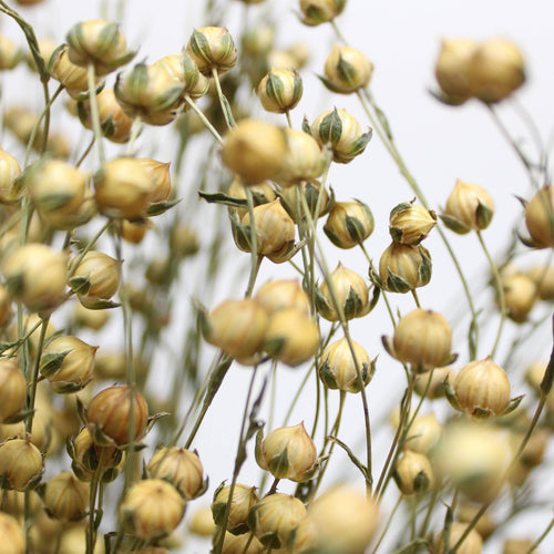 Dried Flax Bundle