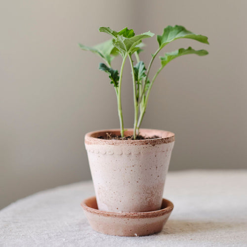 small planter with saucer Helena Planter & Saucer Tall