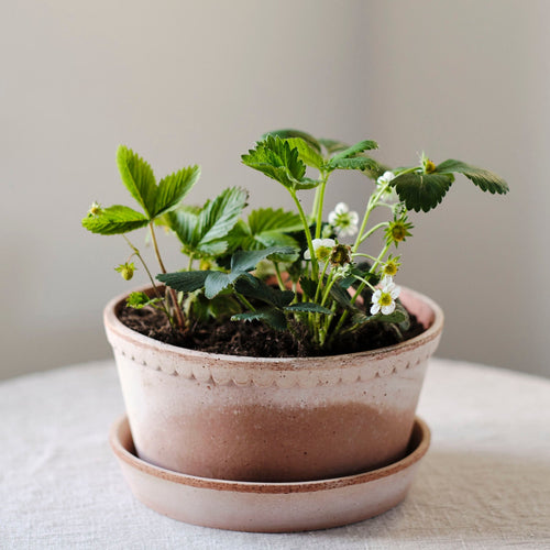 small planter with saucer Helena Planter & Saucer Tall