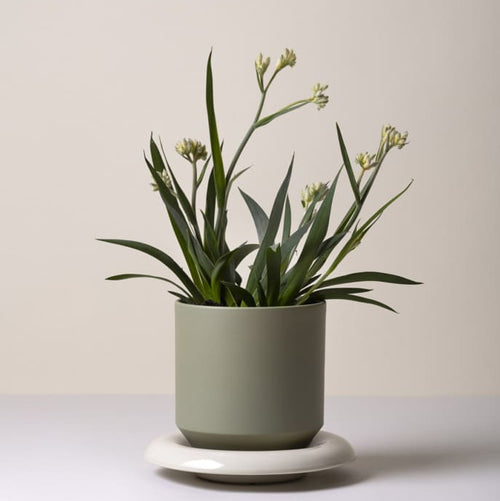 nurgul plant pots Lily Pot & Saucer Set – The Floral Society