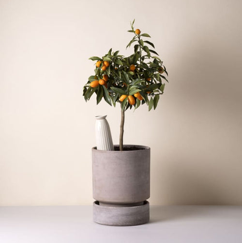 Bergs Pottery Cove Plant Hydration