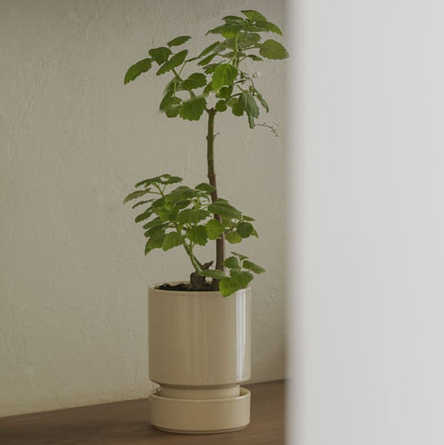 Bergs Pottery Hoff Glazed Pots_Navy and Sandstone