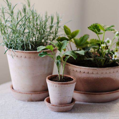 house plants helena mt Helena Planter & Saucer Tall