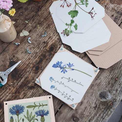 Cornflower_Press_Square_Studio_Wald_2