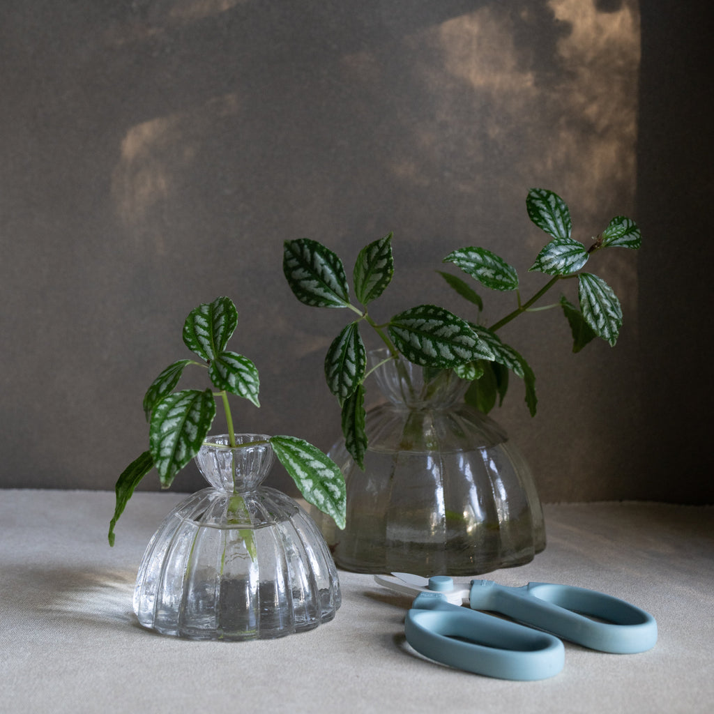 Root Propagation Vase