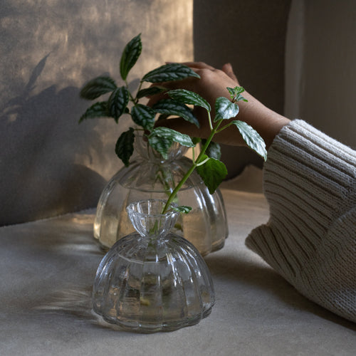 Glass Root Propagation Vase 