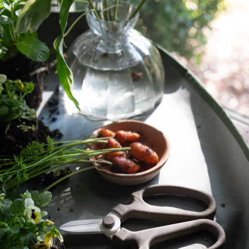 Glass Root Propagation Vase