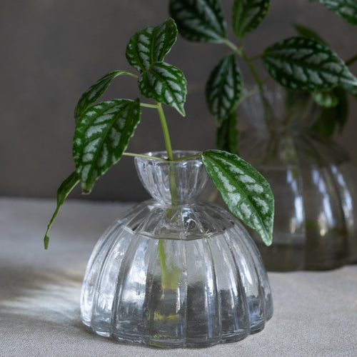 Glass Root Propagation Vase 
