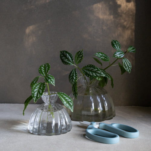 Glass Root Propagation Vase 