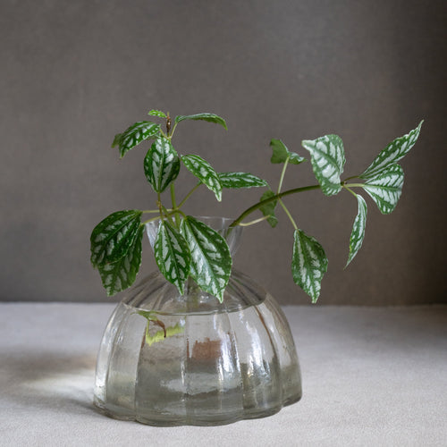Glass Root Propagation Vase 
