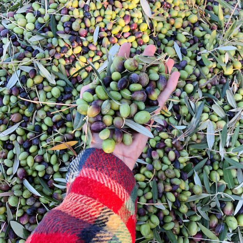 Wonder Valley Olive Oil