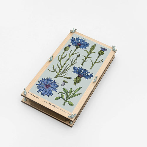 LargeFlowerPress Cornflower