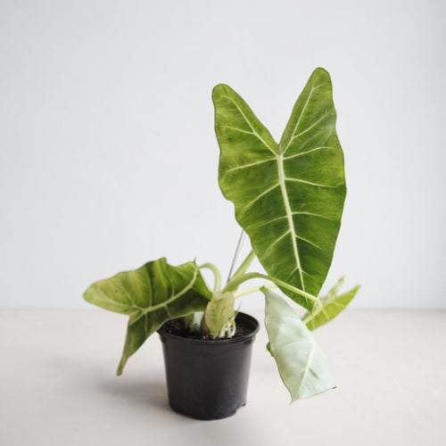 alocasia frydek medium houseplant by the floral society rooted plantboy