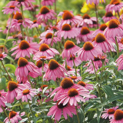Echinacea Flower Tarot Seed Packet