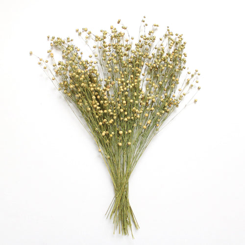 Dried Flax Bundle