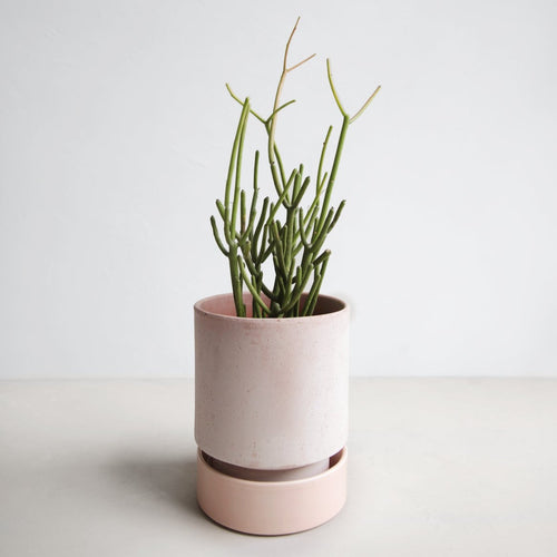 pencil cactus medium houseplant by the floral society plantboy rooted in bergs planter in rosa terracotta